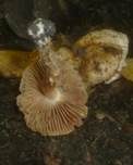 Schwärzender Fälbling, Foto 7