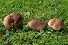 Schwärzender Wiesenritterling, Foto 7