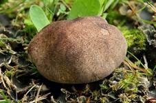 Schwärzender Wiesenritterling, Foto 8