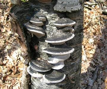 Schwarzer Birkenfeuerschwamm, Foto 2