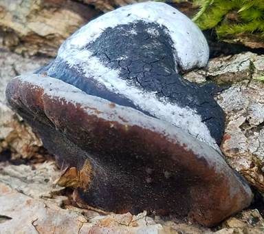Schwarzer Hufpilz, Foto 2