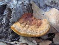 Schwarzer Hufpilz, Foto 5