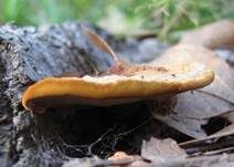 Schwarzer Hufpilz, Foto 7