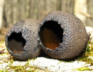 Schwarzer Kelchpilz, Foto 2