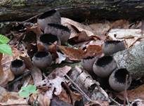 Schwarzer Kelchpilz, Foto 7