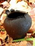 Schwarzer Kelchpilz, Foto 9