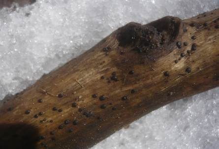 Schwarzer Kernpilz, Foto 4