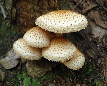 Bleicher Schüppling, Foto 2