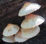 Bleicher Schüppling, Foto 13