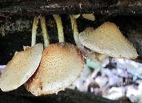 Bleicher Schüppling, Foto 15