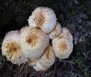 Bleicher Schüppling, Foto 7