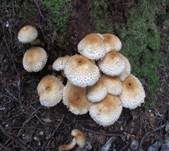 Bleicher Schüppling, Foto 9