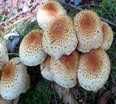 Bleicher Schüppling, Foto 10