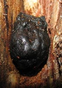 Schwarzes Dropkissen, Foto 3