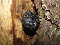 Schwarzes Dropkissen, Foto 5