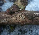 Schwarzes Hartbecherchen, Foto 5