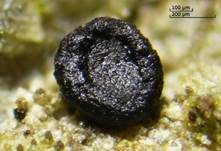 Schwarzes Harzbecherchen, Foto 7