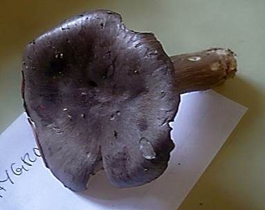 Schwarzfaseriger Schneckling, Foto 3