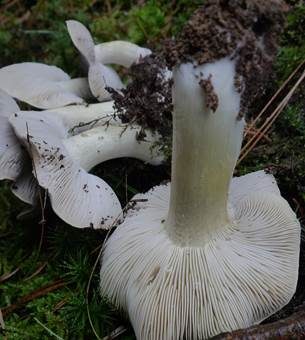 Schwarzfaseriger Ritterling, Foto 4