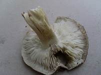 Schwarzfaseriger Ritterling, Foto 22