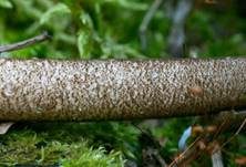 Schwarzflockiger Dachpilz, Foto 7
