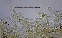 Schwarzfüssiger Risspilz, Foto 23