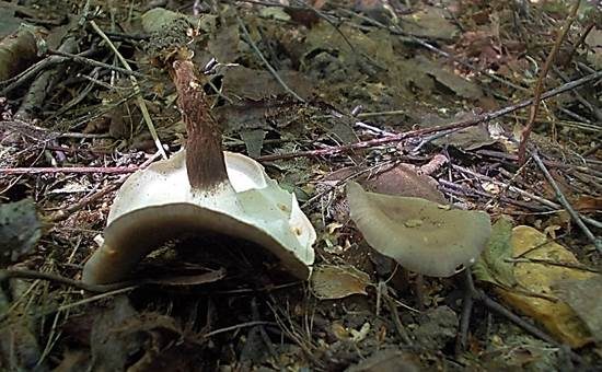 Schwarzfußstielporling, Foto 4