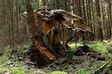 Schwarzgebänderter Harzporling, Foto 21