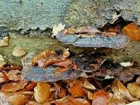 Schwarzgebänderter Harzporling, Foto 29