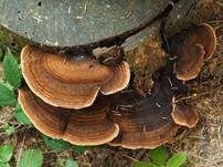 Schwarzgebänderter Harzporling, Foto 43