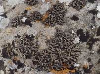 Schwarzgraue Schwielenflechte, Foto 5