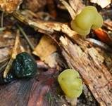 Schwarzgrünes Gallertkäppchen, Foto 18