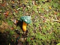 Schwarzgrünes Gallertkäppchen, Foto 8