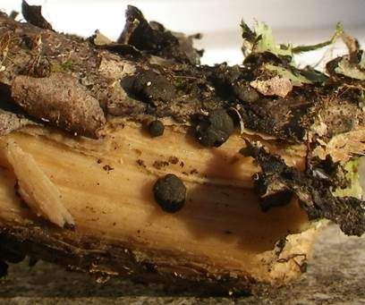Schwarzgrüner Kugelkrustenpilz, Foto 3