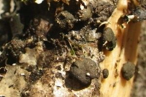 Schwarzgrüner Kugelkrustenpilz, Foto 1