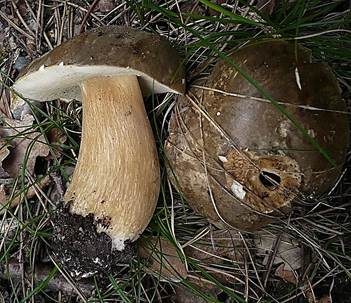 Schwarzhütiger Steinpilz, Foto 2