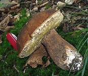 Schwarzhütiger Steinpilz, Foto 12