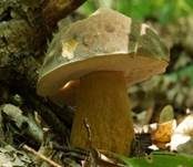 Schwarzhütiger Steinpilz, Foto 17