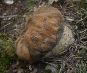 Schwarzhütiger Steinpilz, Foto 23
