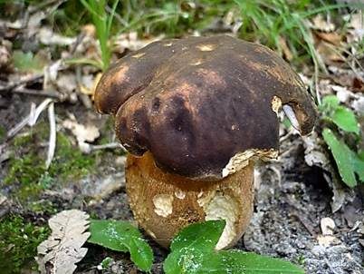 Schwarzhütiger Steinpilz, Foto 5