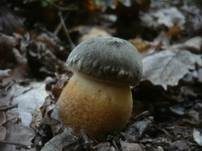 Schwarzhütiger Steinpilz, Foto 6