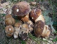Schwarzhütiger Steinpilz, Foto 9