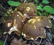 Schwarzhütiger Steinpilz, Foto 11