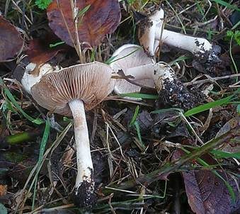 Schwarzknolliger Fälbling, Foto 3