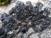 Schwarzkörnige Gallertflechte, Foto 6