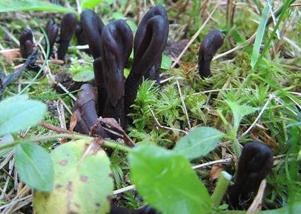 Schwarzrote Erdzunge, Foto 3