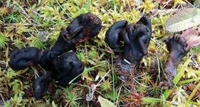 Schwarzrote Erdzunge, Foto 6