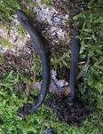 Schwarzrote Erdzunge, Foto 8