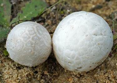 Bleigrauer Zwergbovist, Foto 3