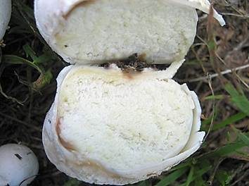 Bleigrauer Zwergbovist, Foto 5